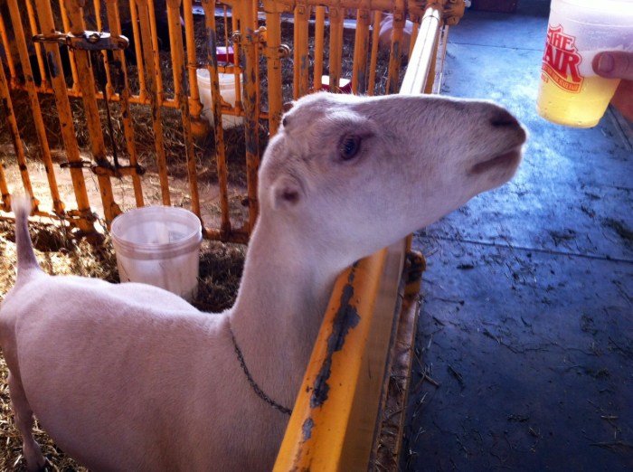 Last year at the New York State Fair. A goat and I.