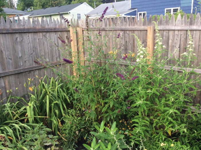 The first planted when we started this triangle garden was the puple.