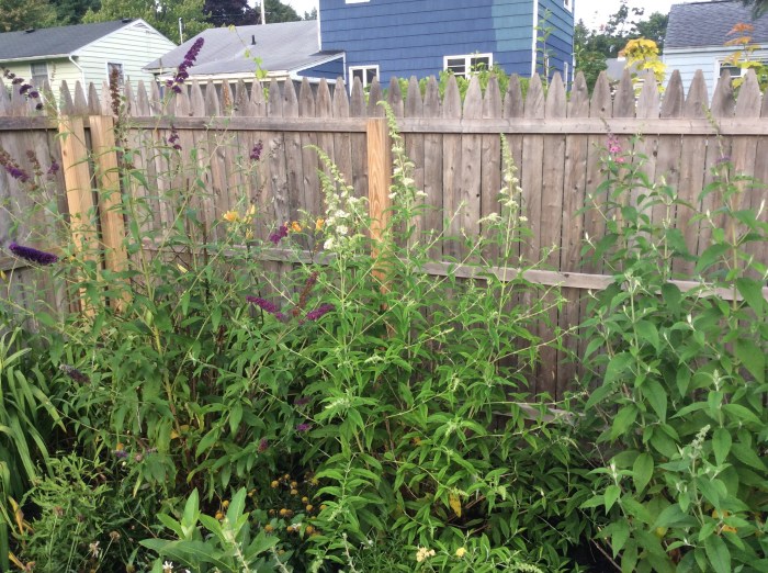 Transplanted from a sprig sent up from my sister Fran on Long Island.