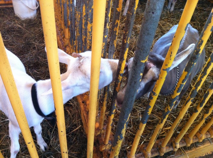 Making out OK at the New York State Fair.