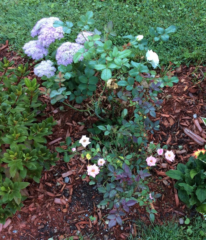 The September cycle of roses has arrived.