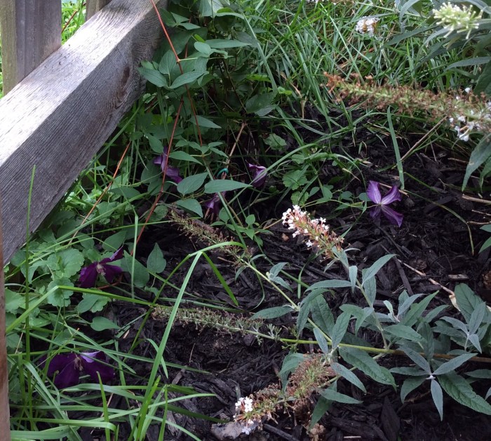 Out back, spreading purple Polish Spirit.