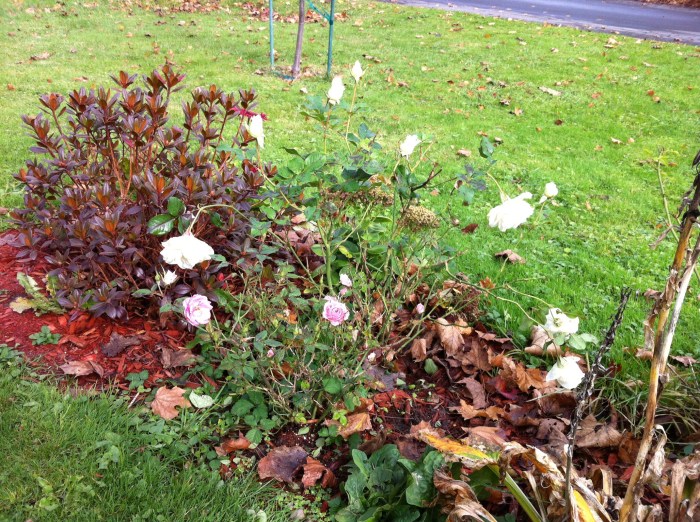 Fallen leaves and still blooming roses.