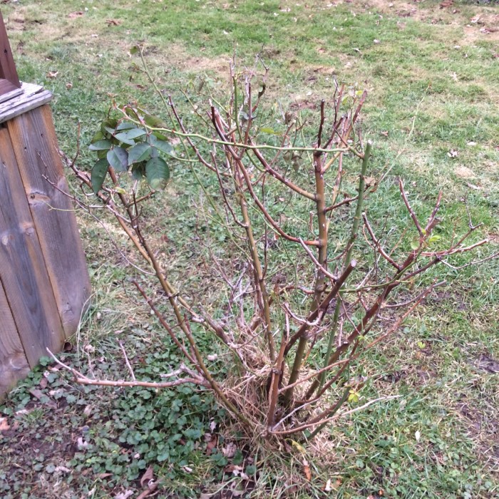 This corner rose bush has gone green around the edges on Dec. 28, 2014, in Syracuse, N.Y.