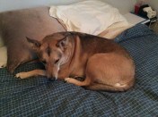 Elllie B aka Dogamous Pyle is cold on Tuesday morning in Syracuse, N.Y. 