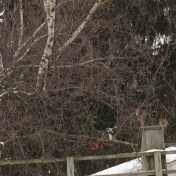A mid-January cardinal or two in Syracuse, N.Y.