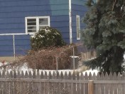 A little tree means a lot to these cardinals.