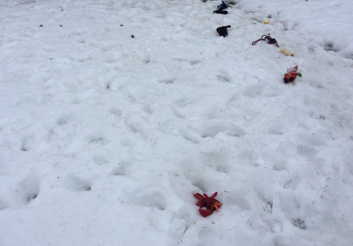 Dog's backyard spread in Syracuse, N.Y.