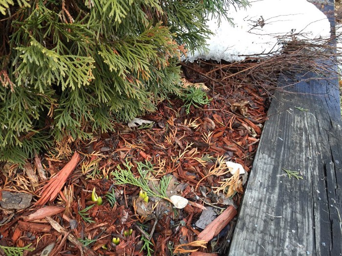 A green bulb sprouts in Eastwood.