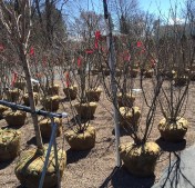 Ron Burgundy has a genus! Wait, Royal. 