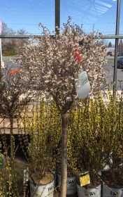 Screw up my courage for pinkish-white?