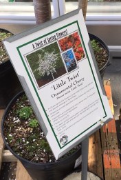 The fence cut winds but collects water, for 50-50.
