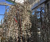 Perfect name for Syracuse, the Snow Fountain. 