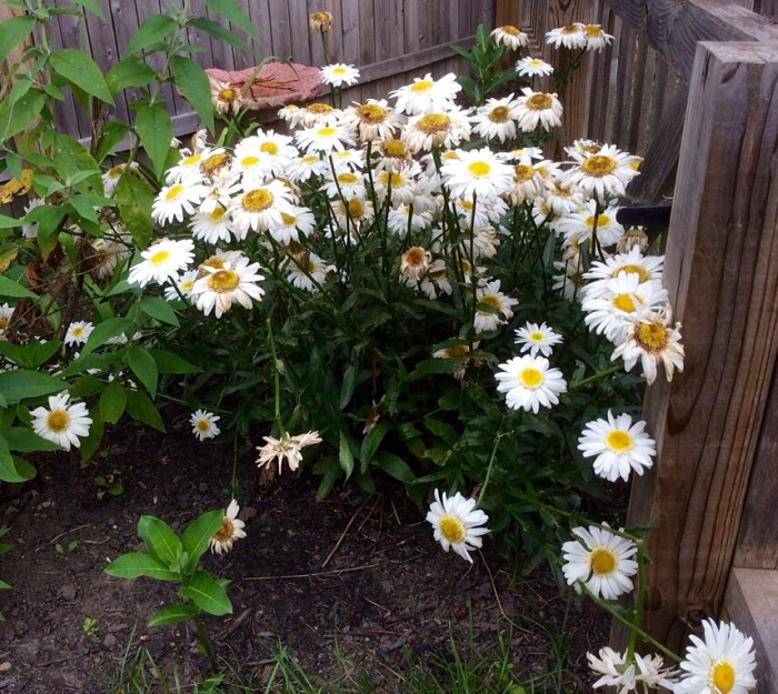 The current darlings of the the triangle.