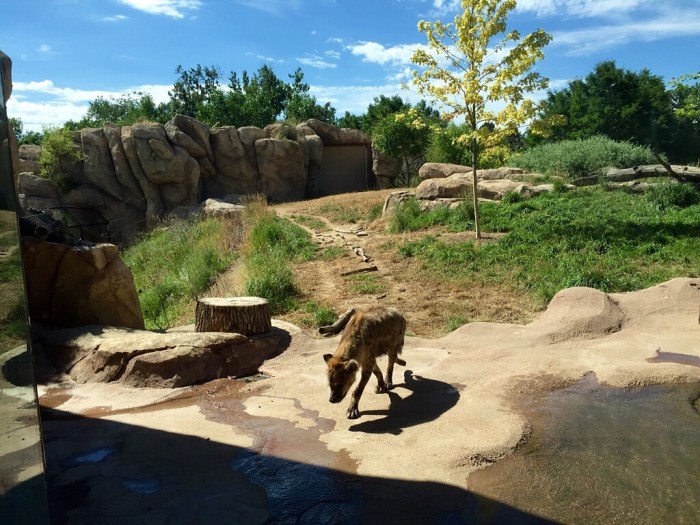 No laughing matter, the hyenas.