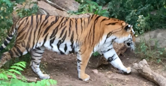 Showing his stripes, the tiger awoke.