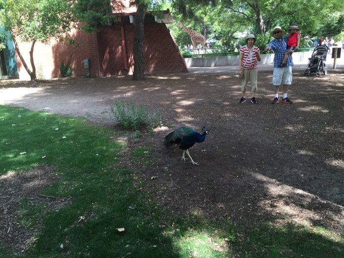 Strutting his stuff freely.