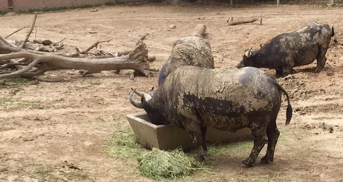 The Rhinocerous takes a drink.