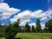 Same pines, different feel.