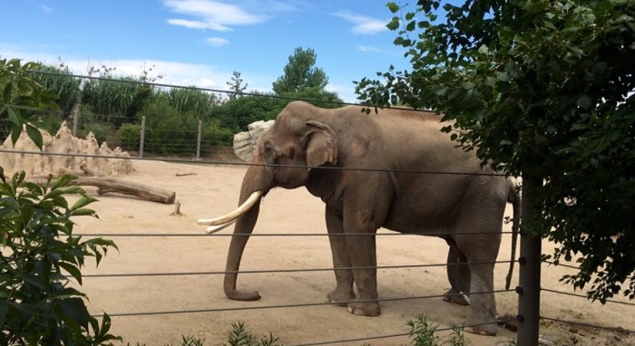 Elephant between the trees.
