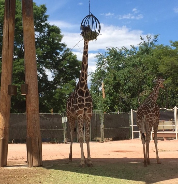 No need for a ladder ... except to feed them.