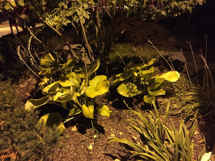 Big plant on campus.