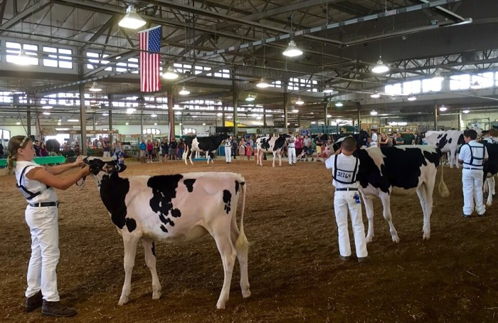 Moove it along, please.