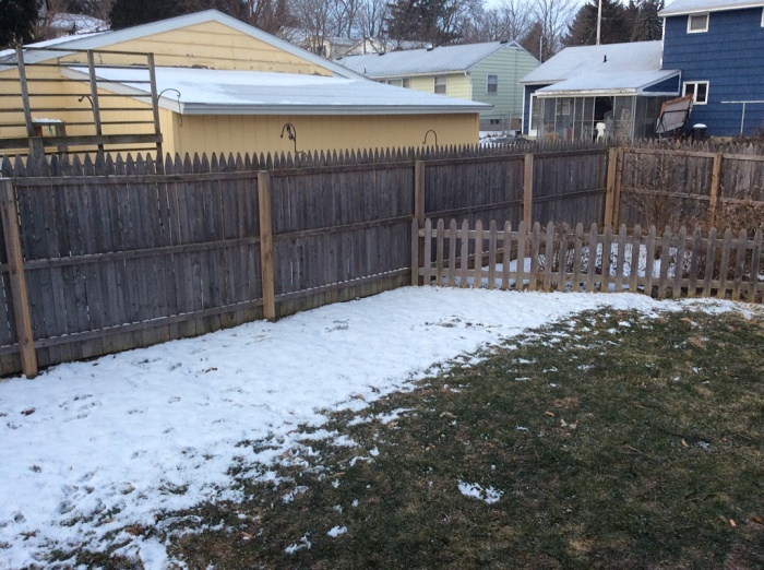 Snow, not snow in our backyard.