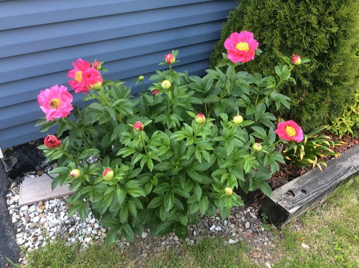 Two by two they emerge.