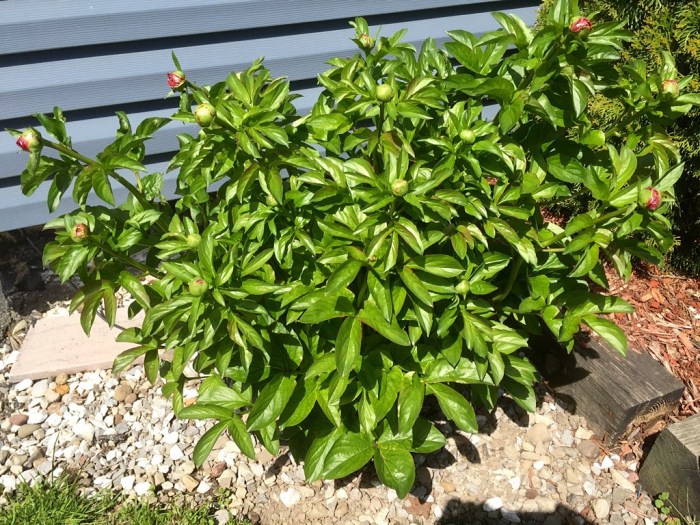 Big and nearly bursting.