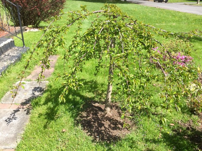 Green. Full. Flowerless. 