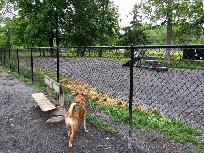 Ellie B investigates the small dog pen.