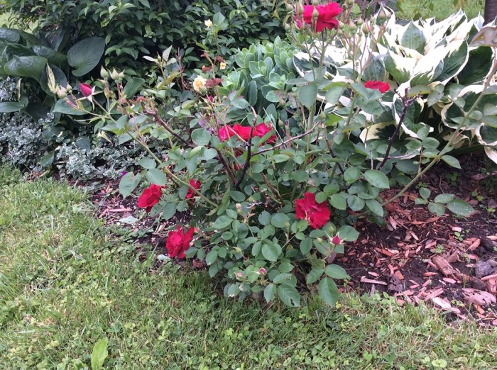 The reds and the yellows get close up front.