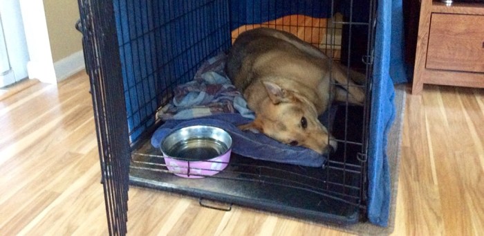 Not fretting the new door.