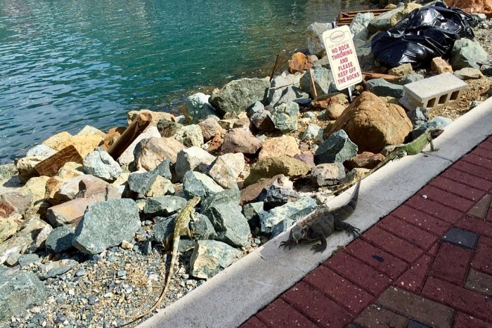 Native habitat on the rocks.