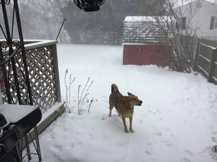 Elle B aka Dogamous Pyle in the snow.