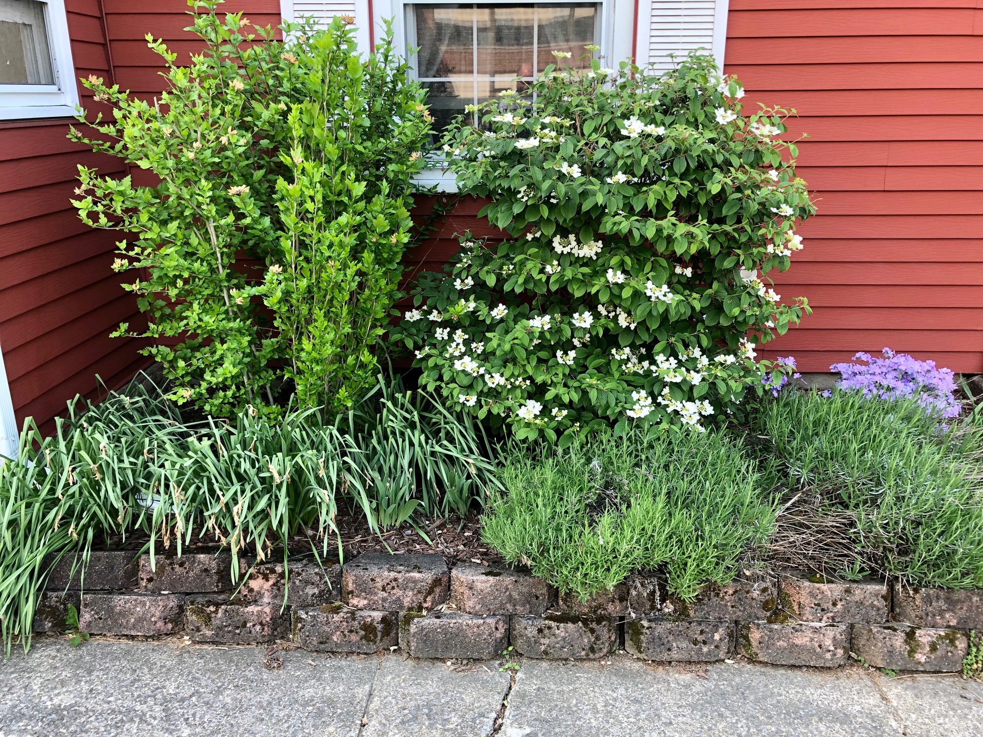 Front yard flowers