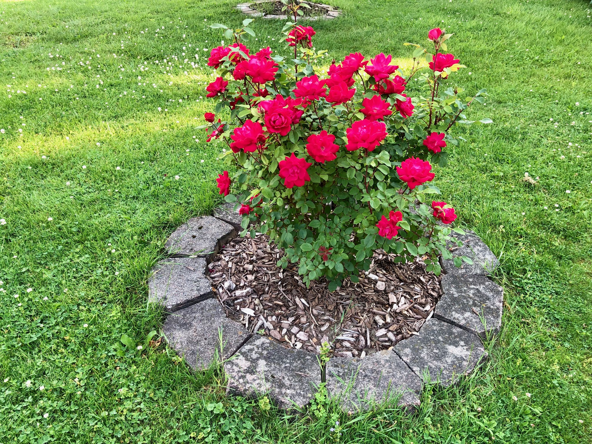 Front yard roses