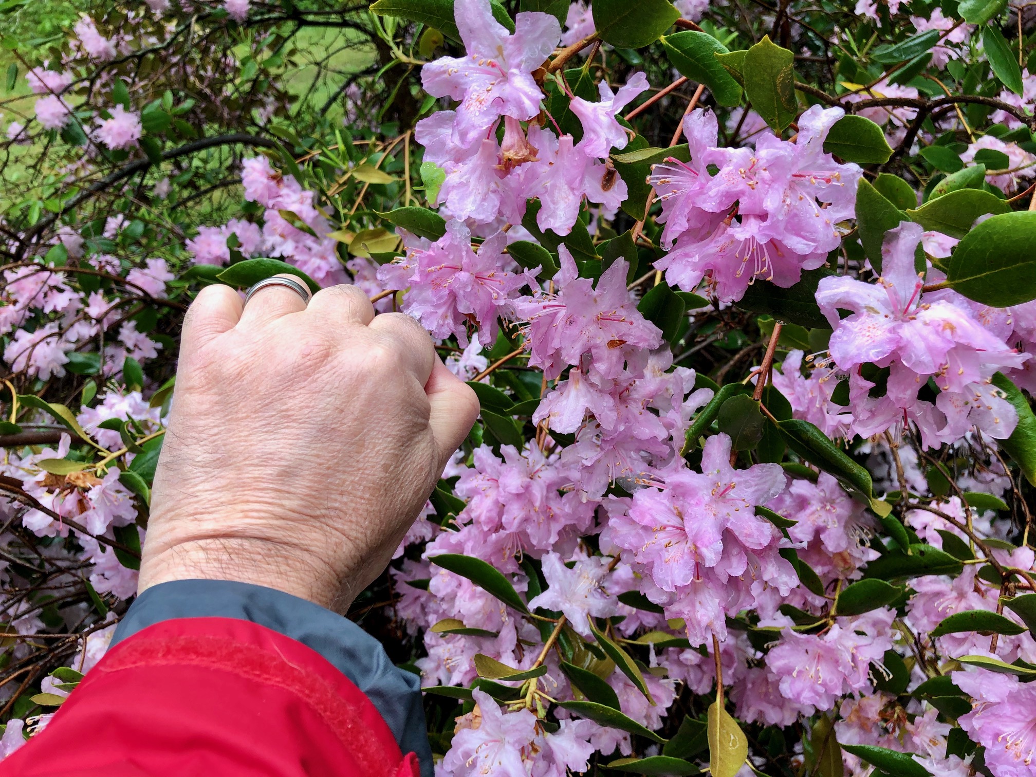 Rhododendron Festival