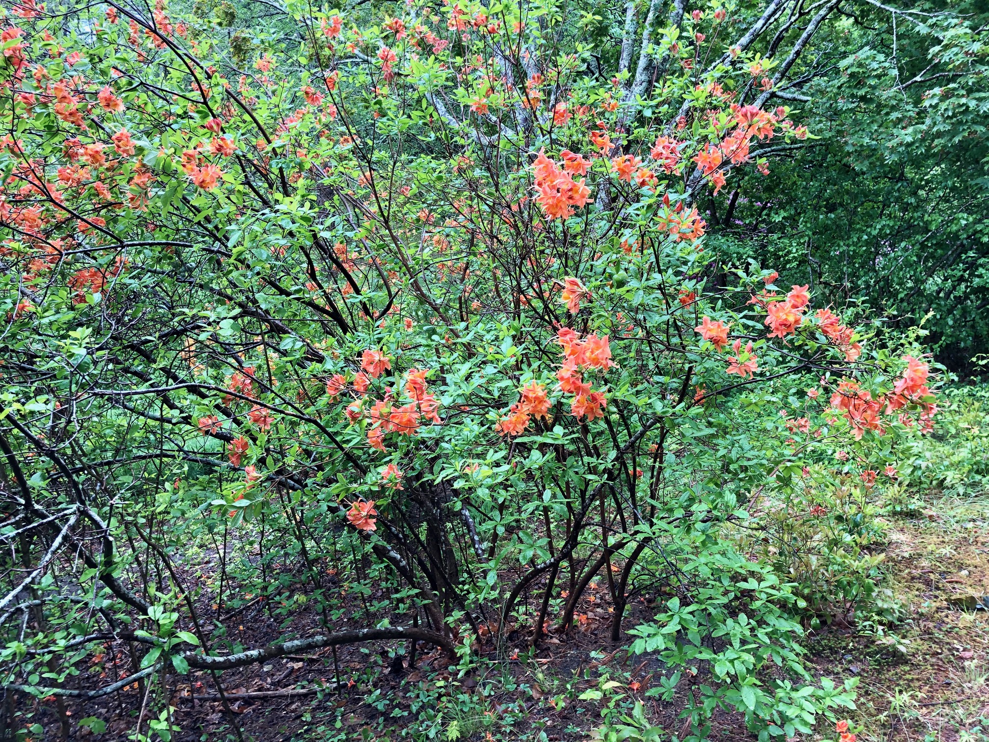 Rhododendron Festival