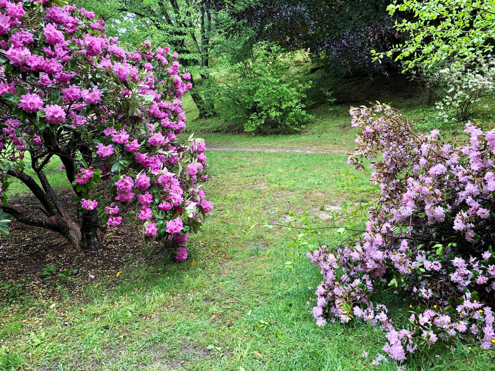 Rhododendron Festival