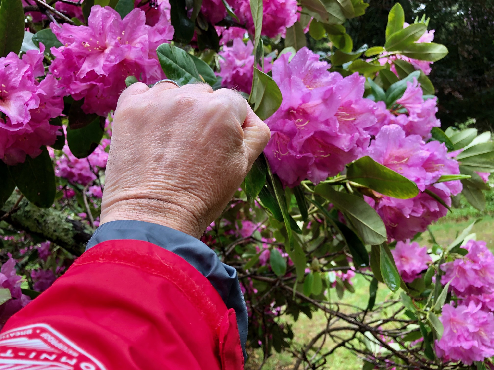 Rhododendron Festival